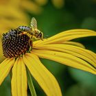 Erinnerung an den Sommer