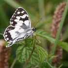 Erinnerung an den Sommer