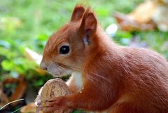 Erinnerung an den Sommer