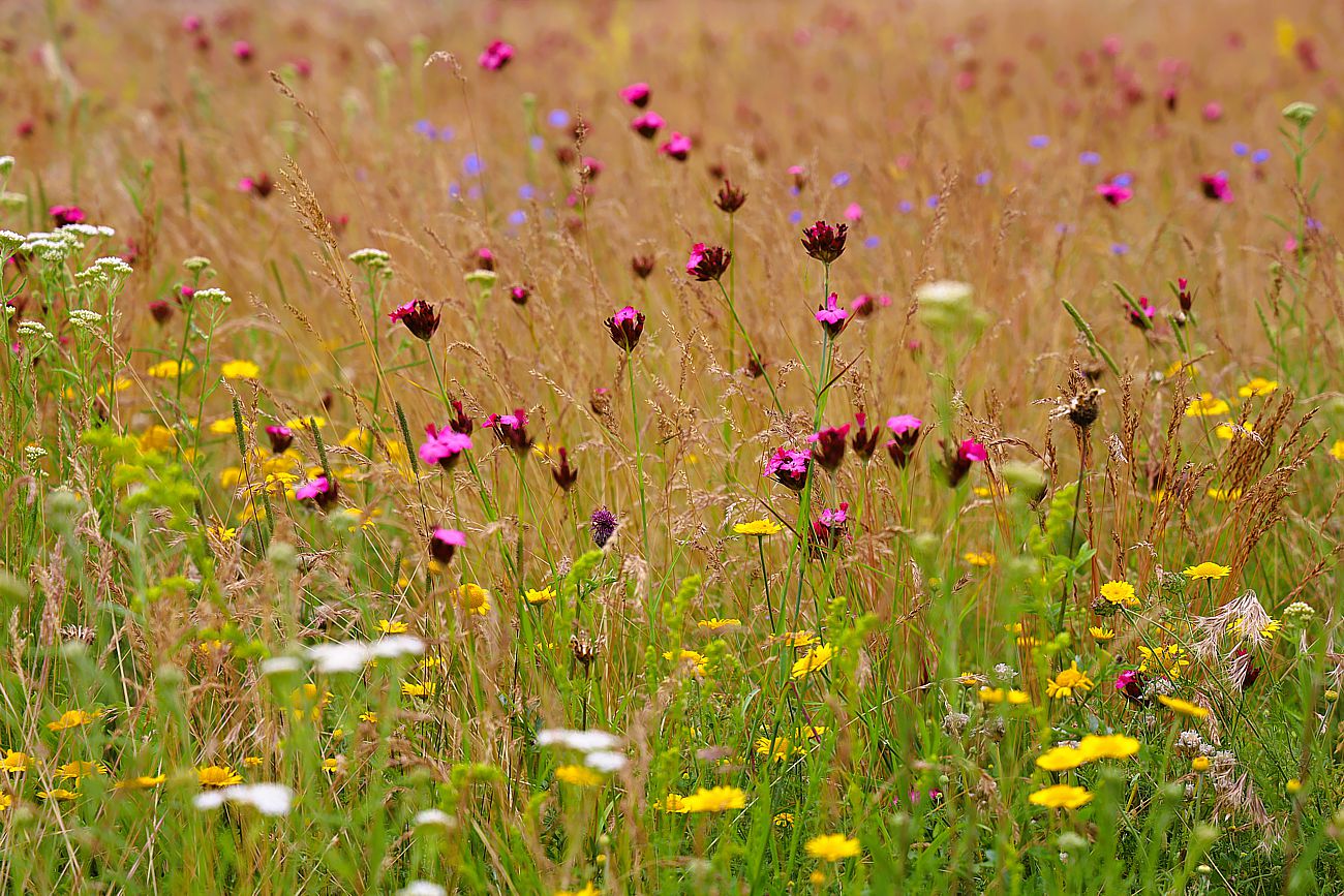 Erinnerung an den Sommer