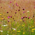 Erinnerung an den Sommer