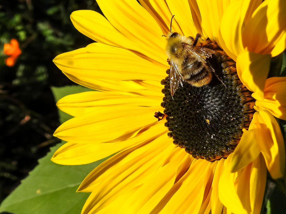 Erinnerung an den Sommer !