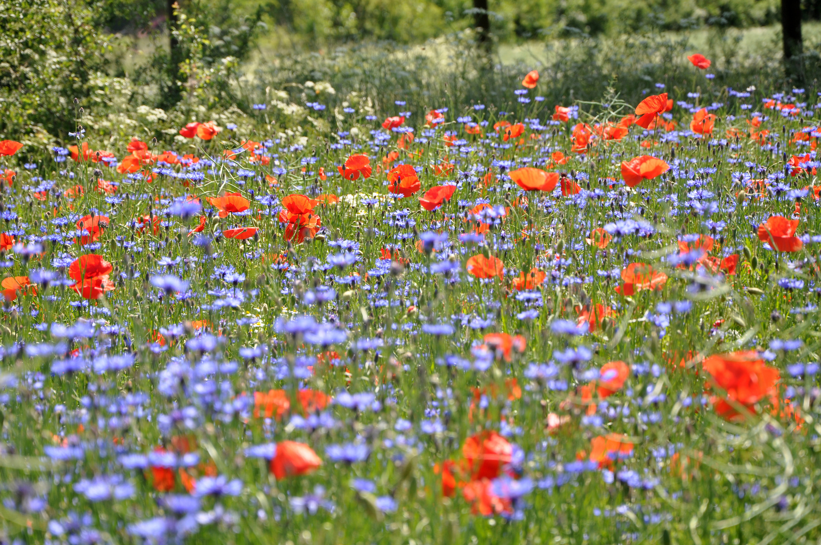 Erinnerung an den Sommer !!!!!