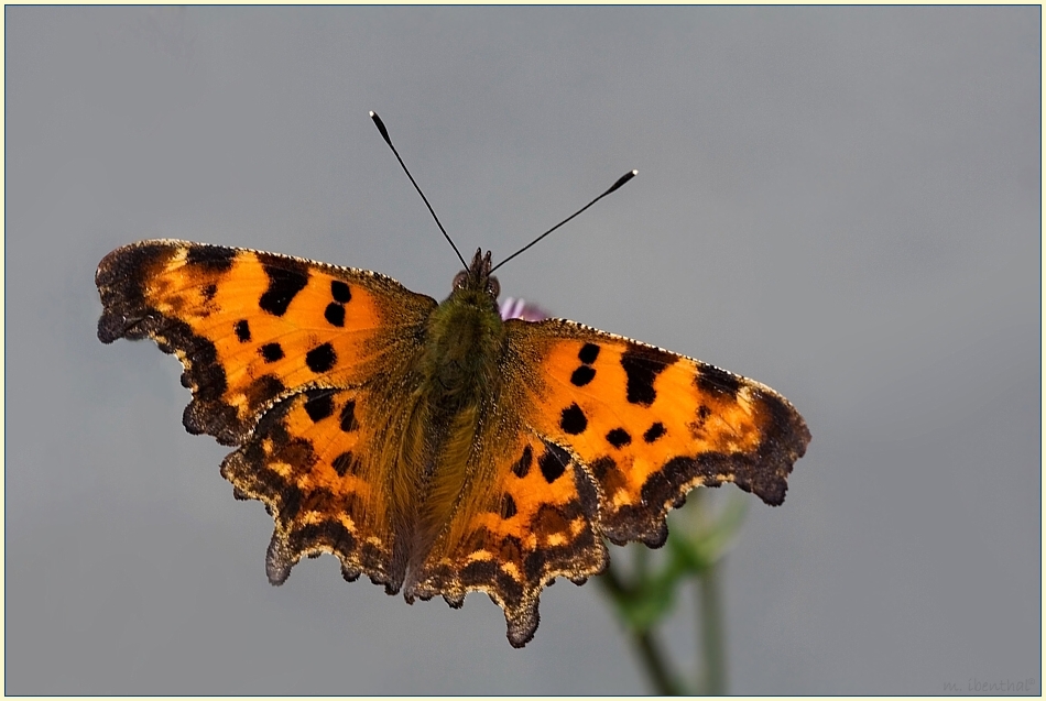 Erinnerung an den Sommer