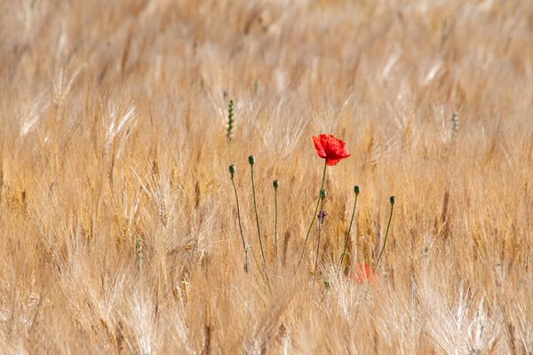 Erinnerung an den Sommer