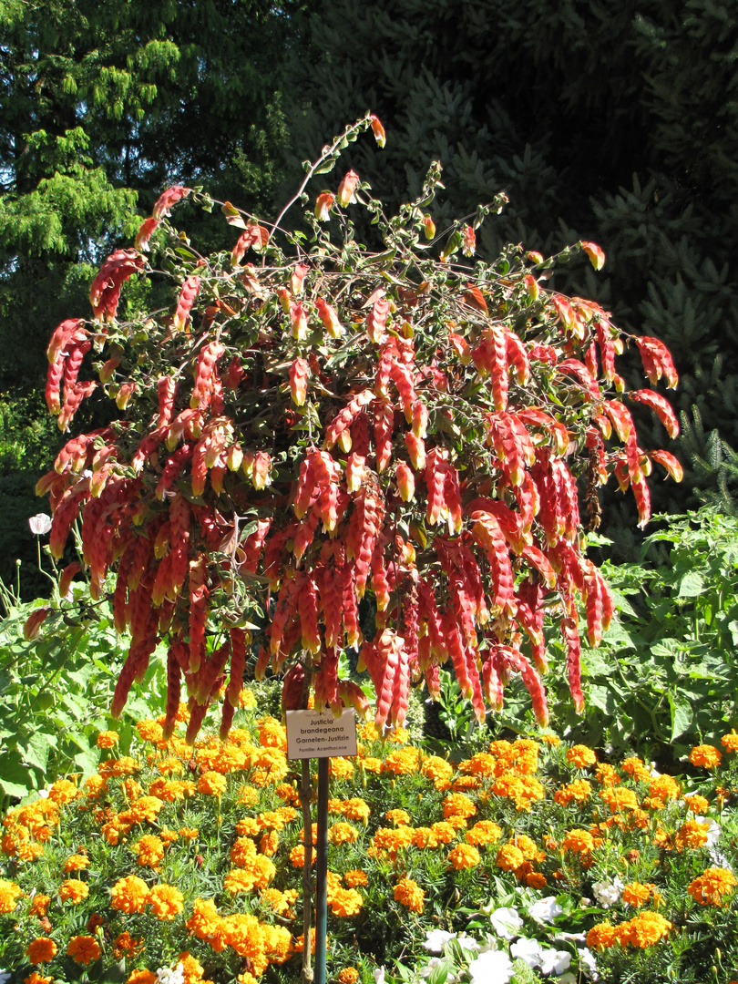 Erinnerung an den Sommer