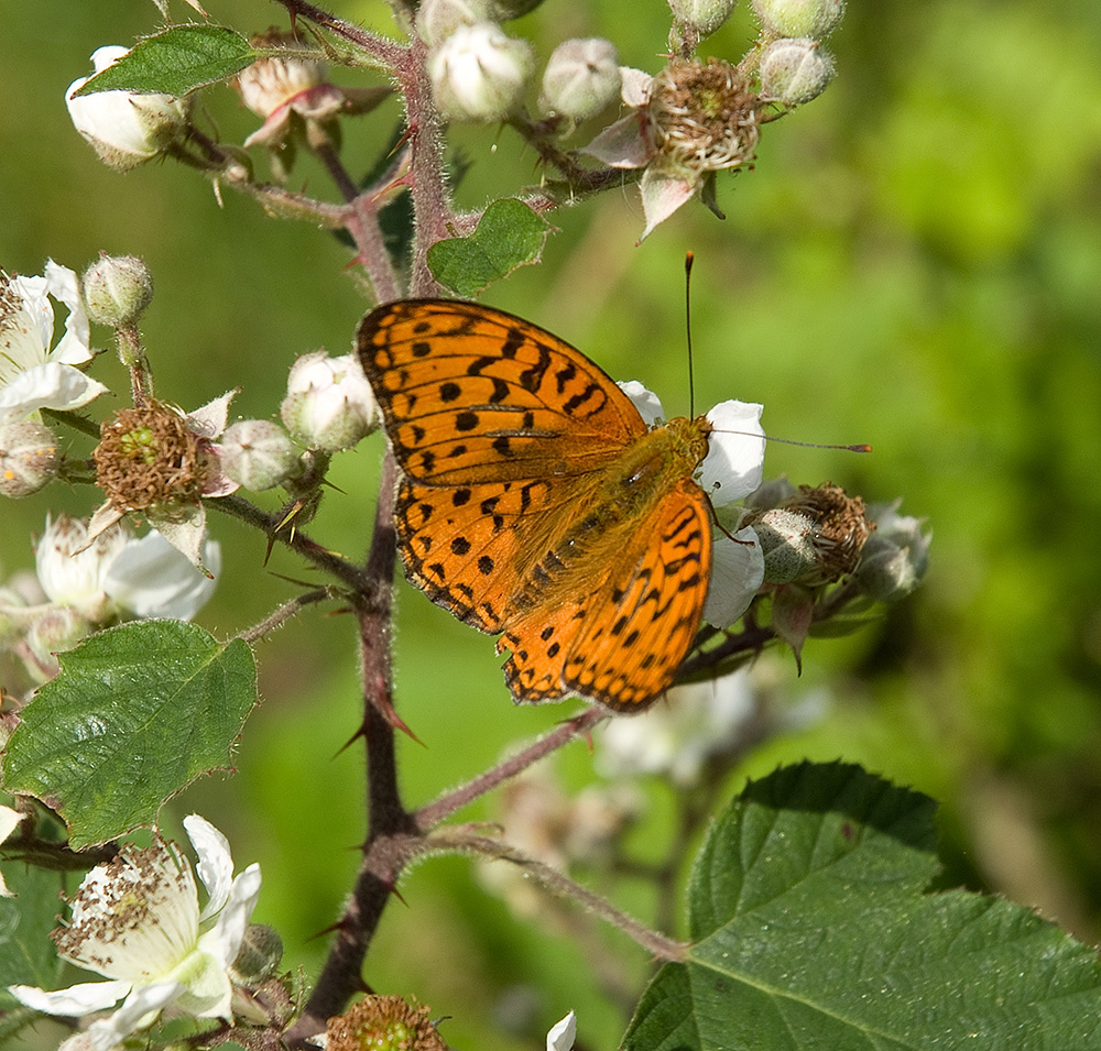 Erinnerung an den Sommer