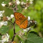 Erinnerung an den Sommer