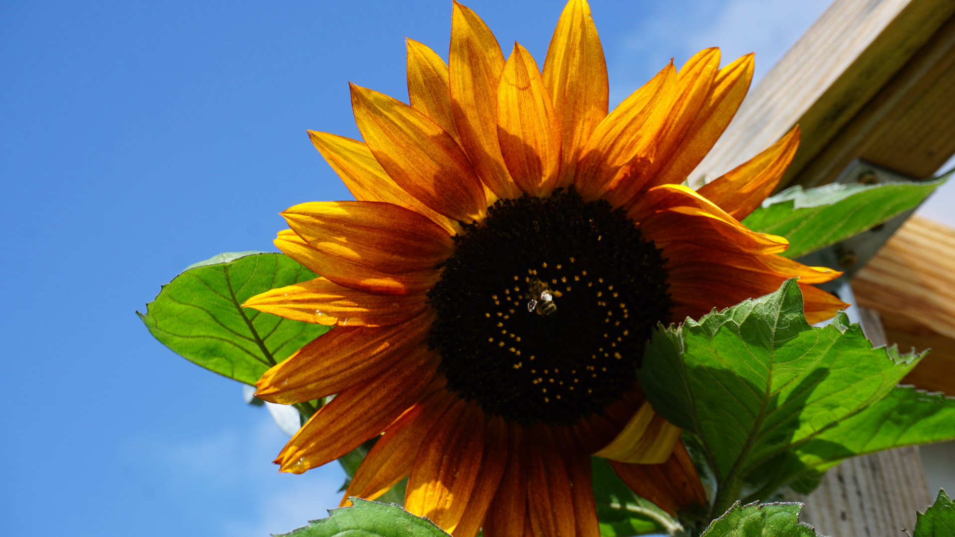 Erinnerung an den Sommer