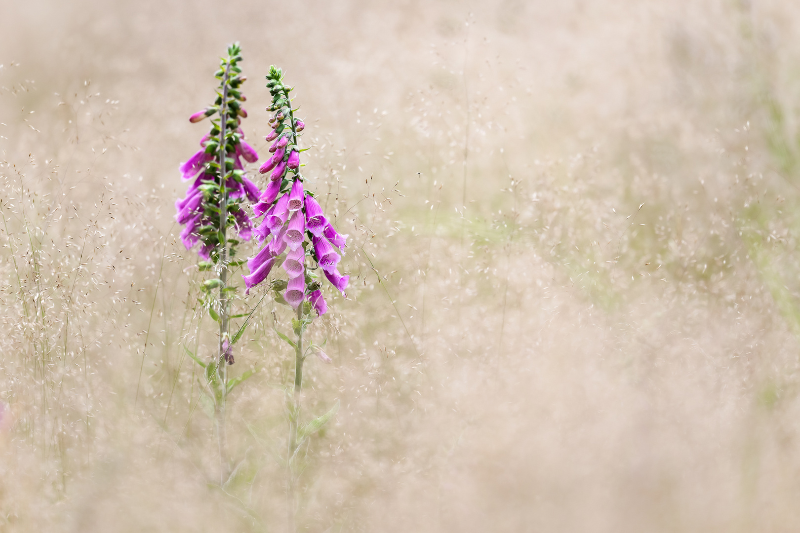 Erinnerung an den Sommer