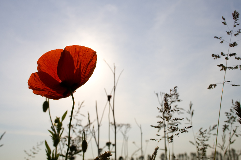 Erinnerung an den Sommer