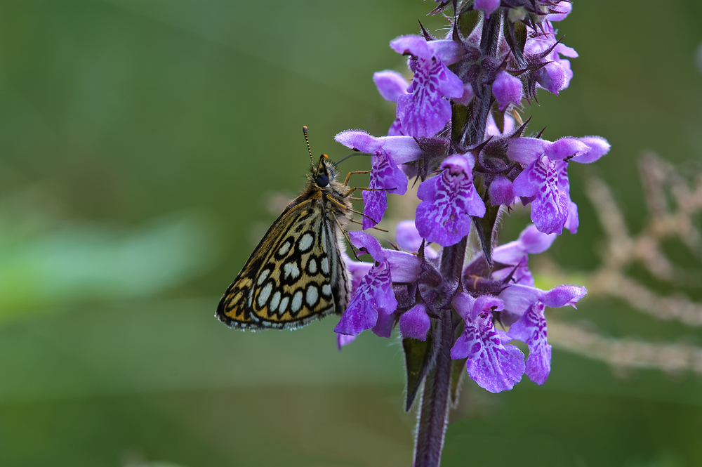 Erinnerung an den Sommer