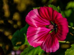 Erinnerung an den Sommer