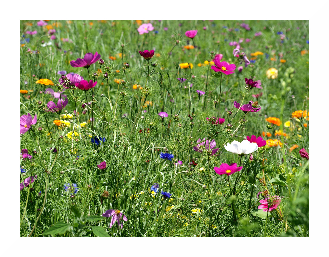 Erinnerung an den Sommer