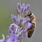 Erinnerung an den Sommer