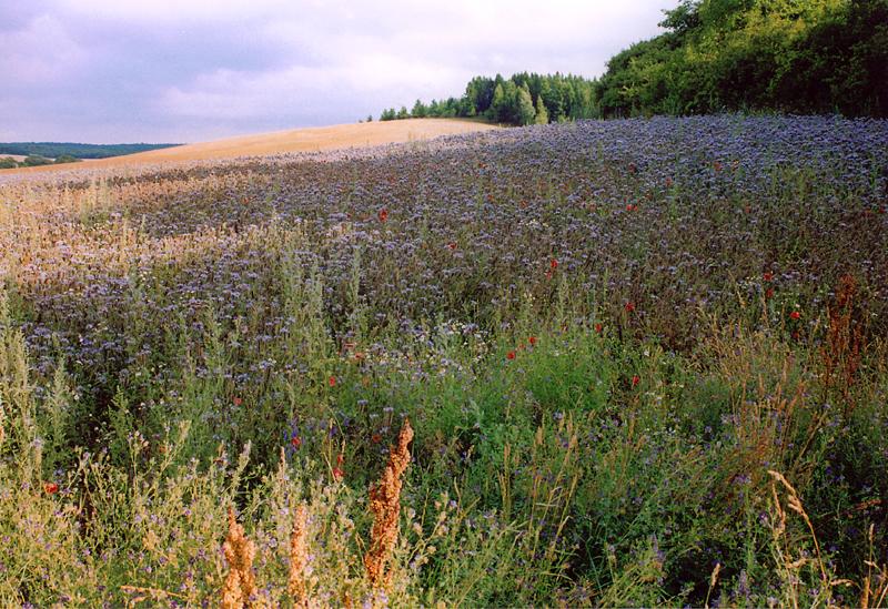 Erinnerung an den Sommer