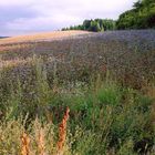 Erinnerung an den Sommer