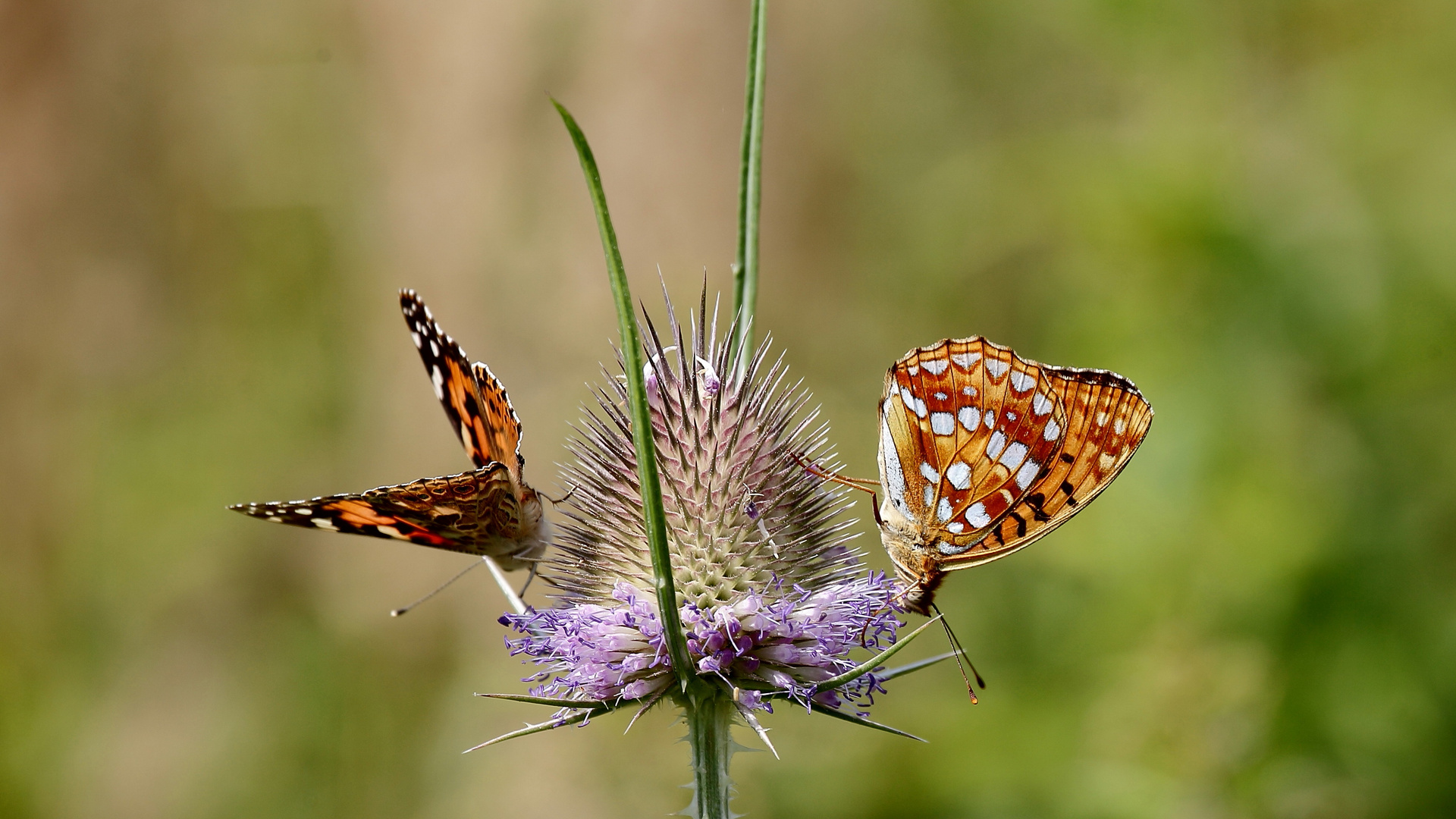 Erinnerung an den Sommer