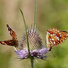 Erinnerung an den Sommer