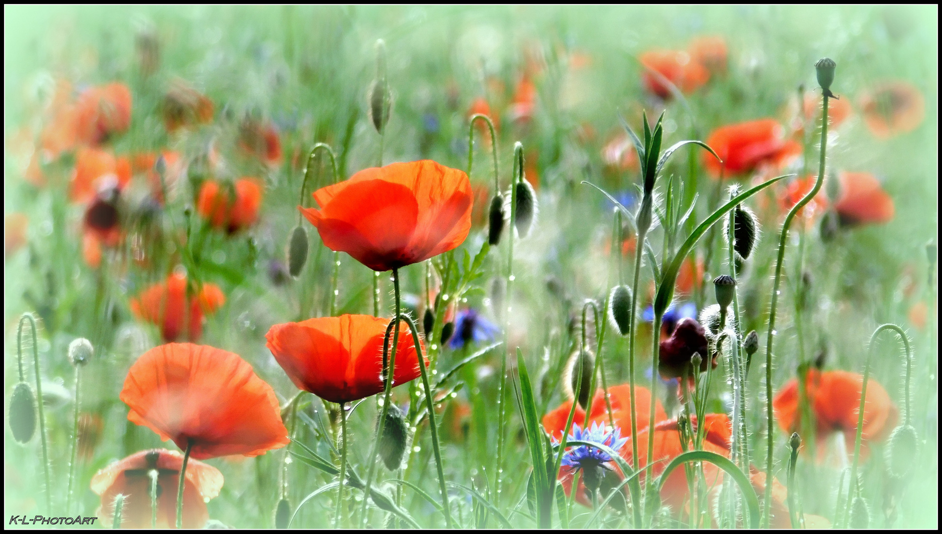 Erinnerung an den Sommer