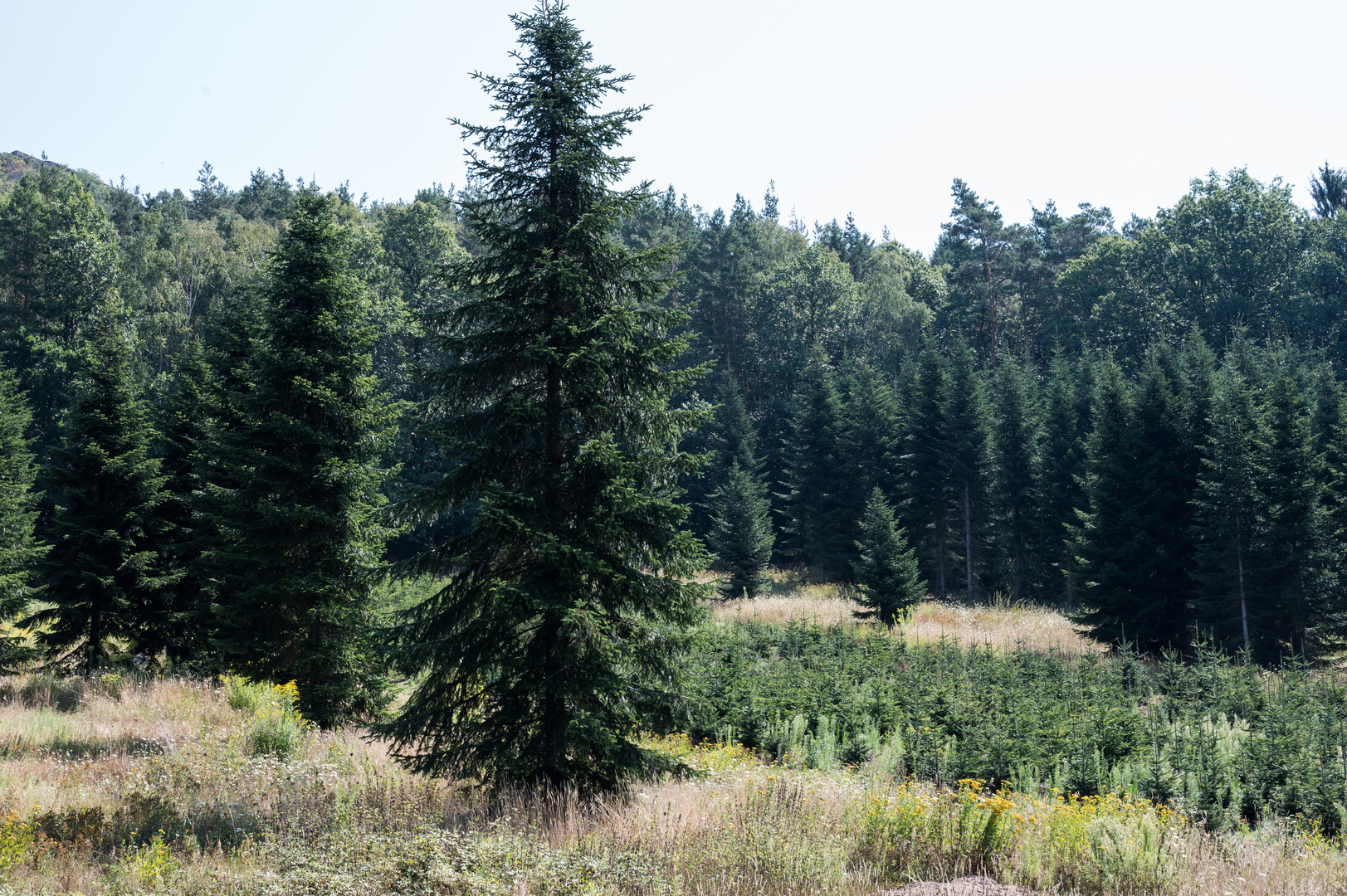 Erinnerung an den Sommer