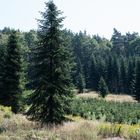 Erinnerung an den Sommer