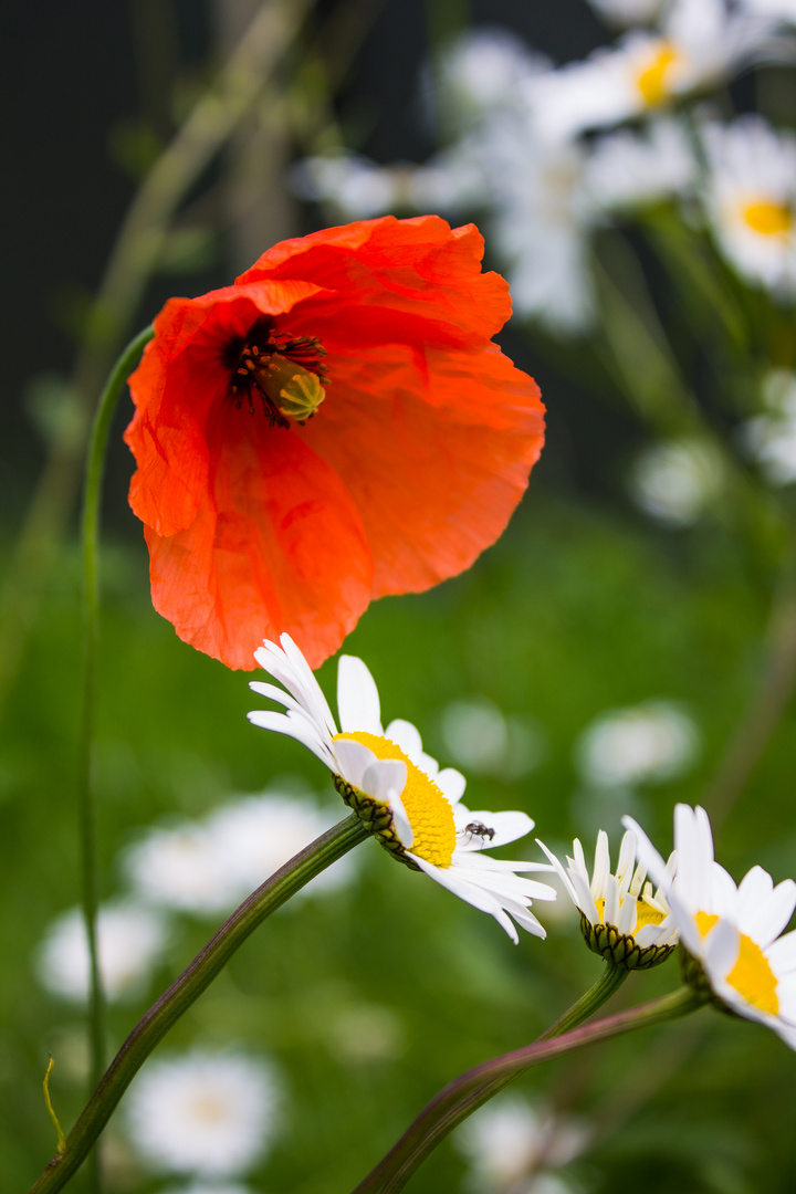 Erinnerung an den Sommer