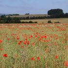 Erinnerung an den Sommer