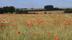 Erinnerung an den Sommer