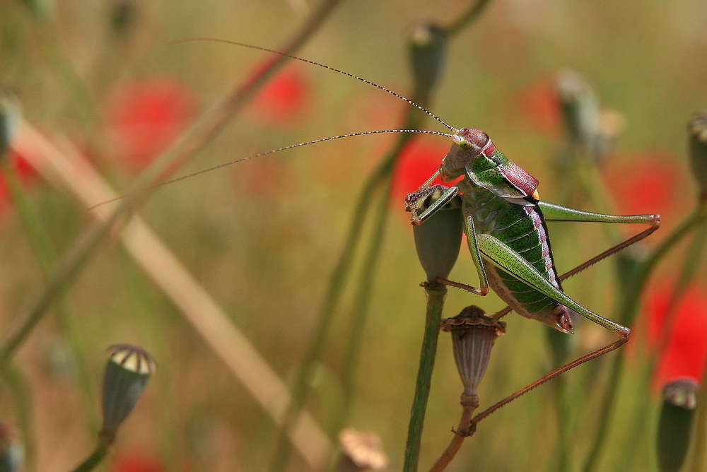 Erinnerung an den Sommer,