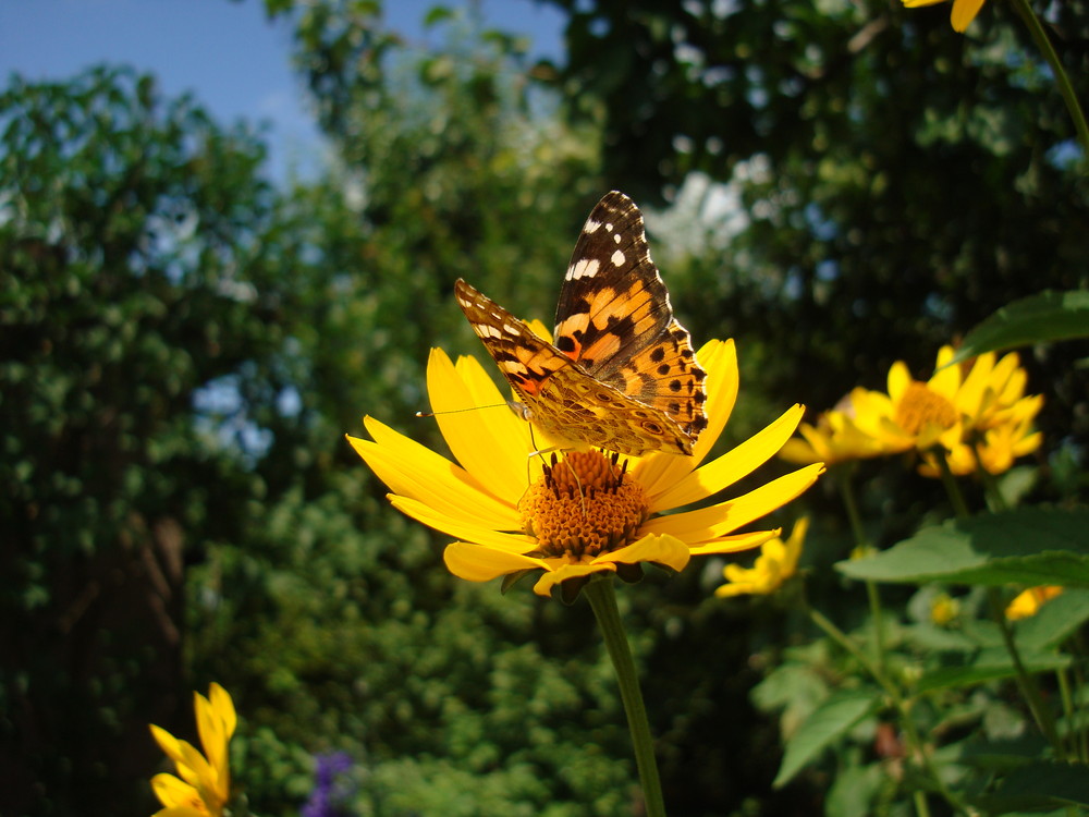 Erinnerung an den Sommer