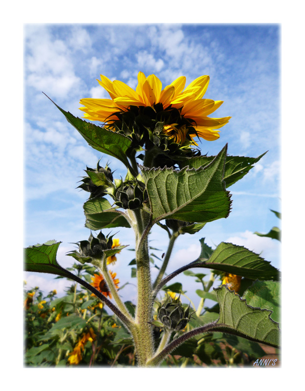 Erinnerung an den Sommer