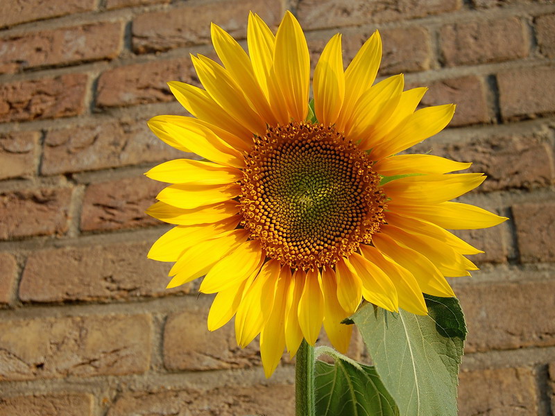 Erinnerung an den Sommer