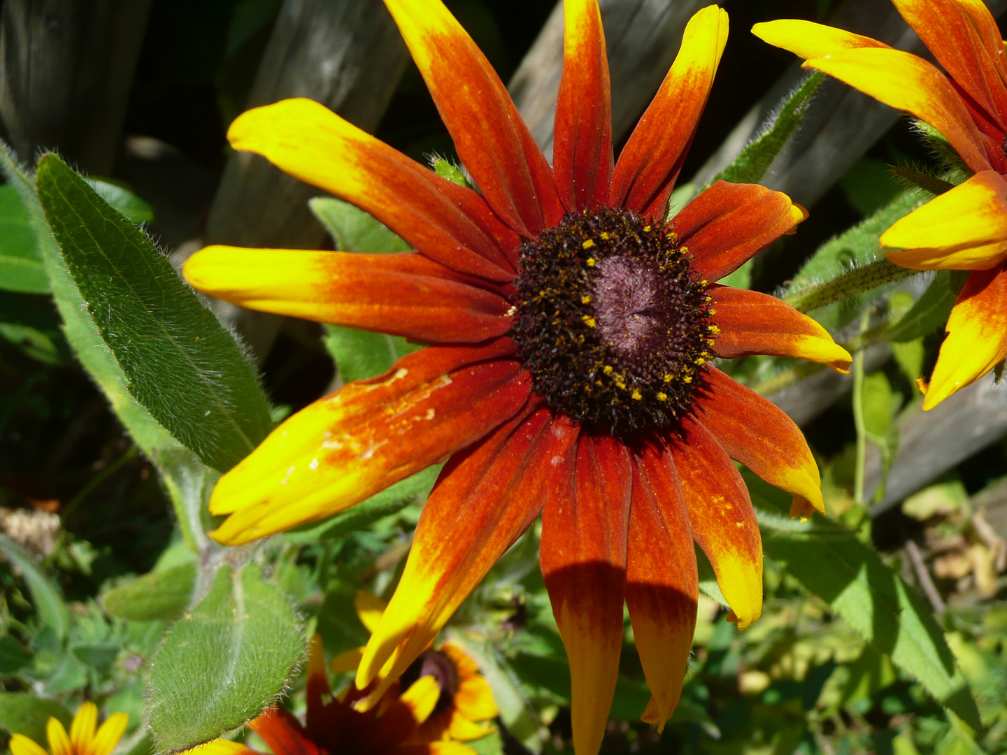 Erinnerung an den Sommer