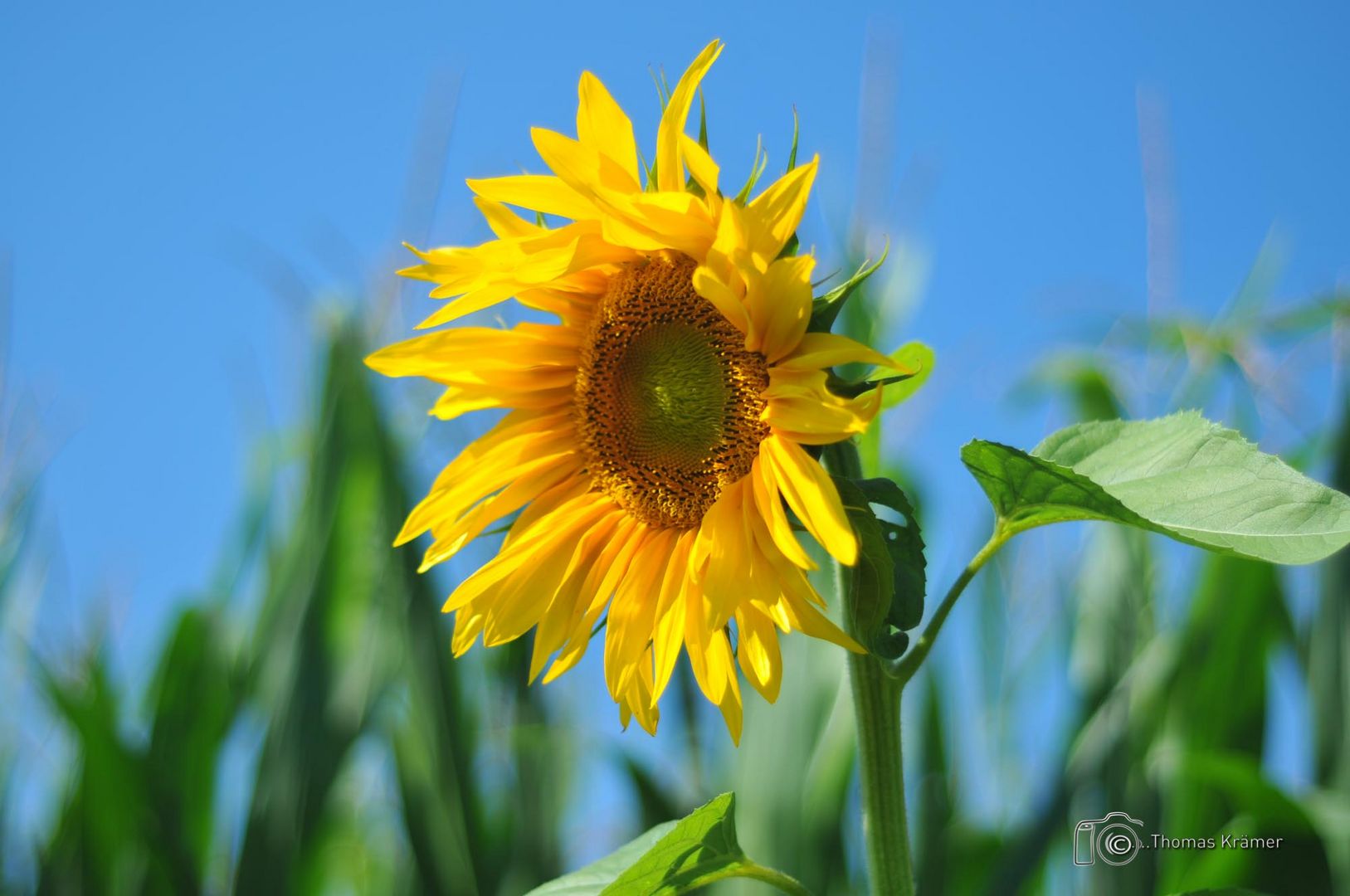 Erinnerung an den Sommer - DSC_9156