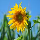 Erinnerung an den Sommer - DSC_9156