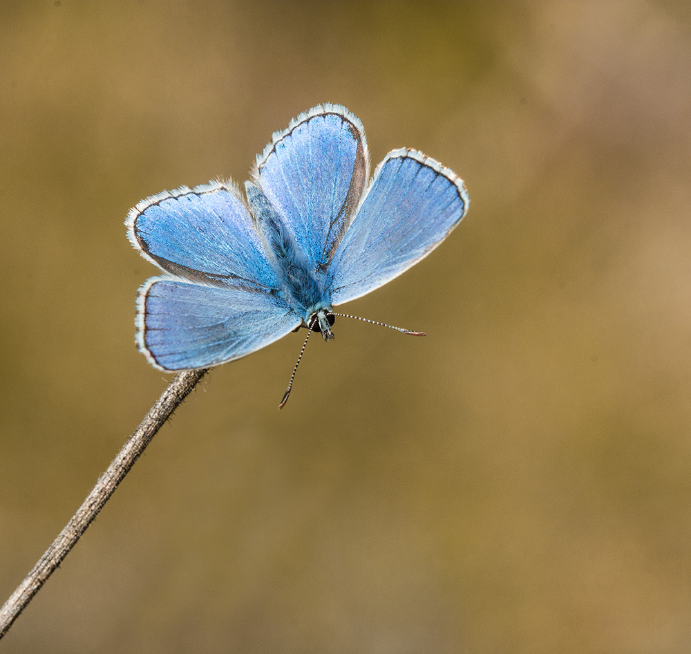 Erinnerung an den Sommer