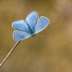 Erinnerung an den Sommer