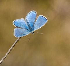 Erinnerung an den Sommer