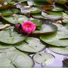 Erinnerung an den Sommer