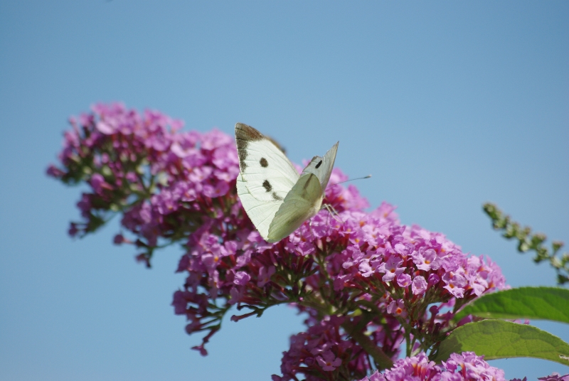 Erinnerung an den Sommer...