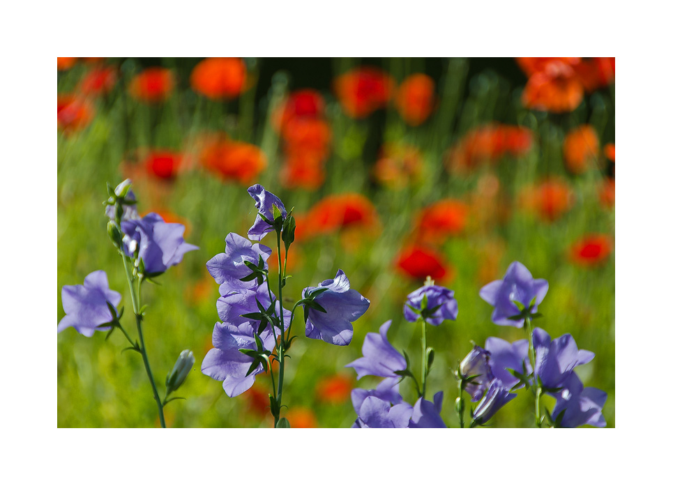 Erinnerung an den Sommer