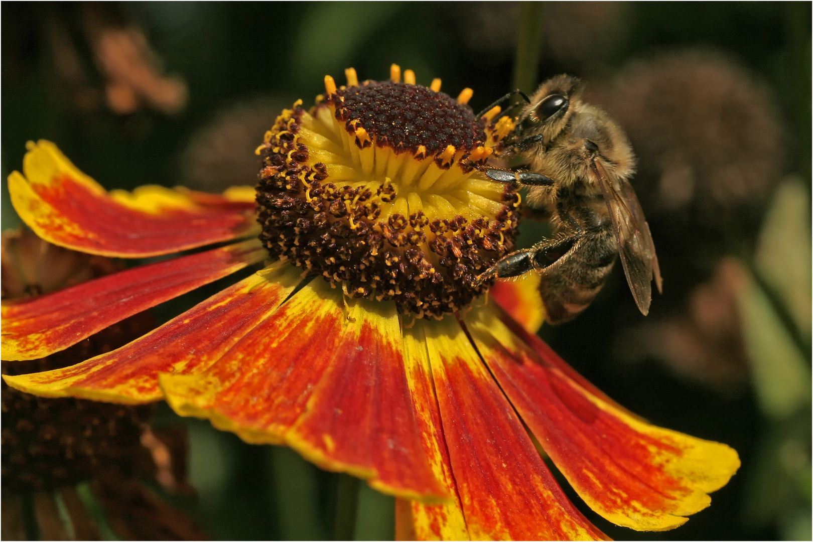 Erinnerung an den Sommer