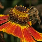 Erinnerung an den Sommer