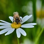 Erinnerung an den Sommer