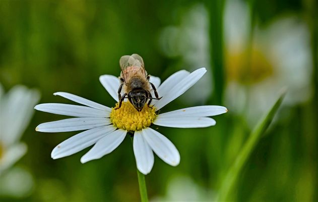 Erinnerung an den Sommer