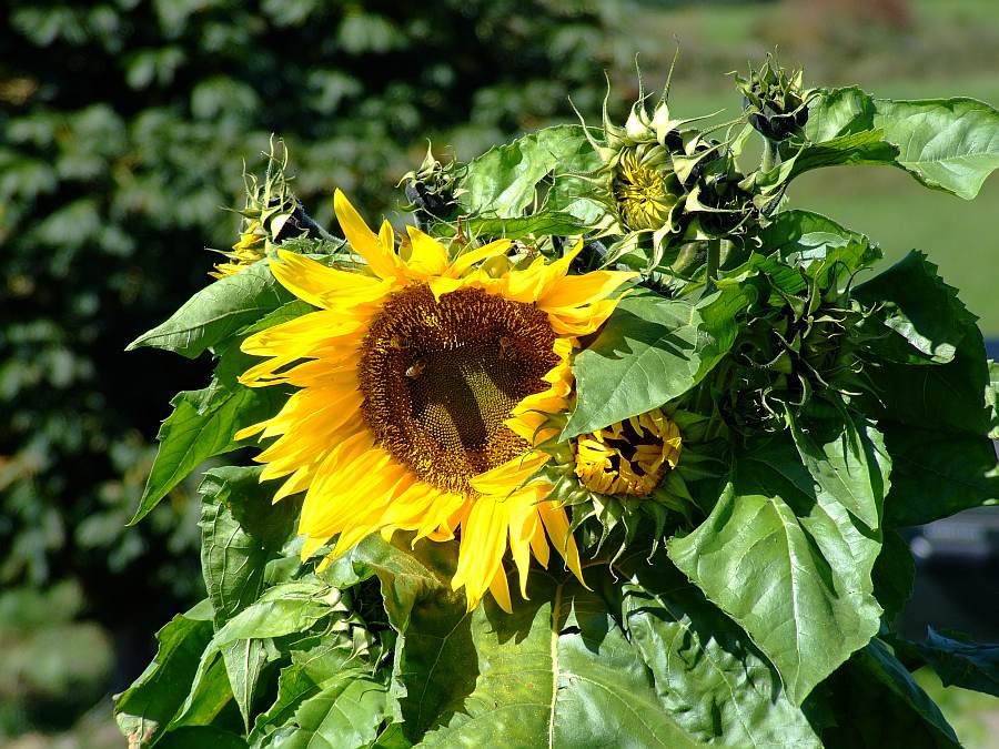 Erinnerung an den Sommer