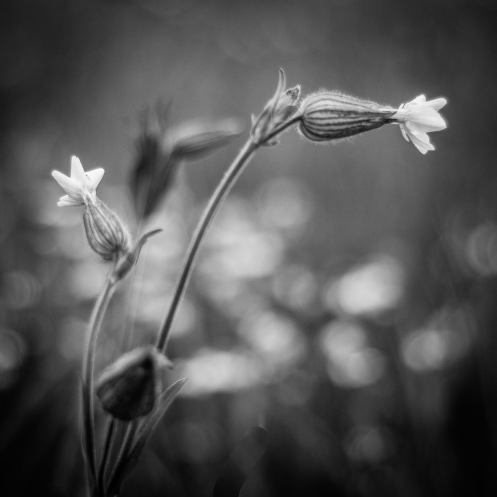 Erinnerung an den Sommer Foto & Bild pflanzen, pilze & flechten