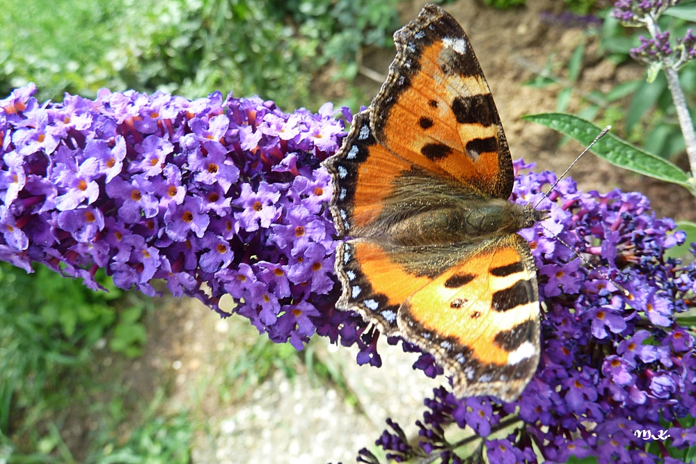 Erinnerung an den Sommer