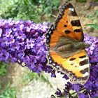 Erinnerung an den Sommer